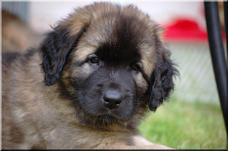 leonberger 011.jpg